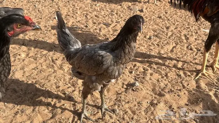 طقم يوكو 7