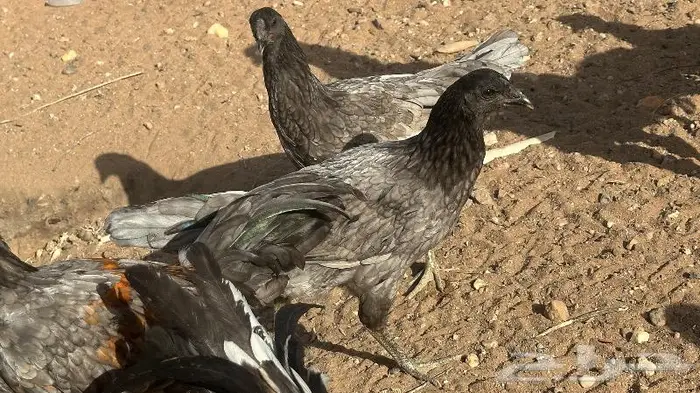 طقم يوكو 8