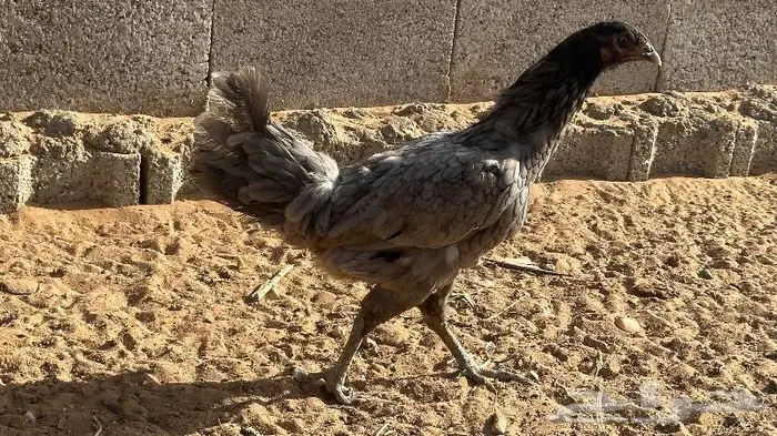 طقم يوكو 9