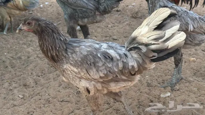 طقم يوكو 10