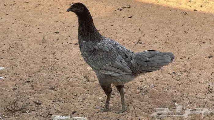 طقم يوكو 11