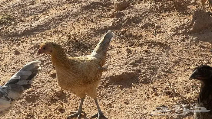 طقم يوكو 8