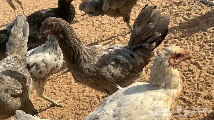 طقم يوكو 12