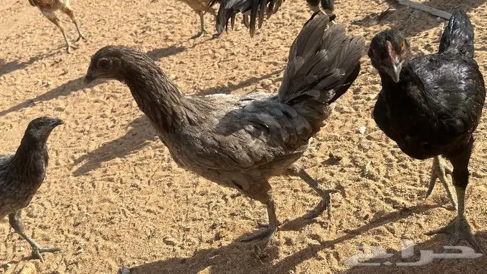 طقم يوكو 13