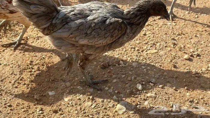 طقم يوكو 14