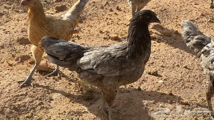طقم يوكو 15