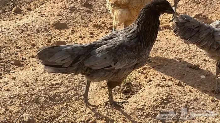 طقم يوكو 16