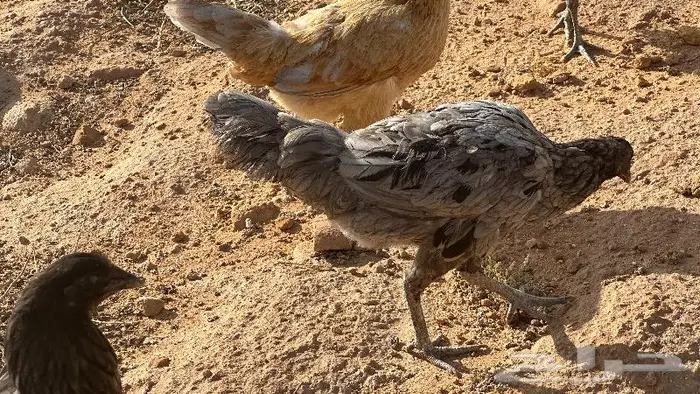 طقم يوكو 17