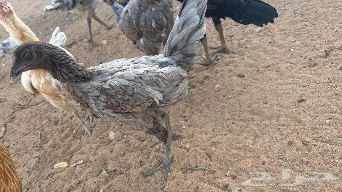 طقم يوكو 20