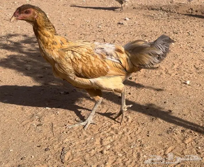 طقم يوكو 7