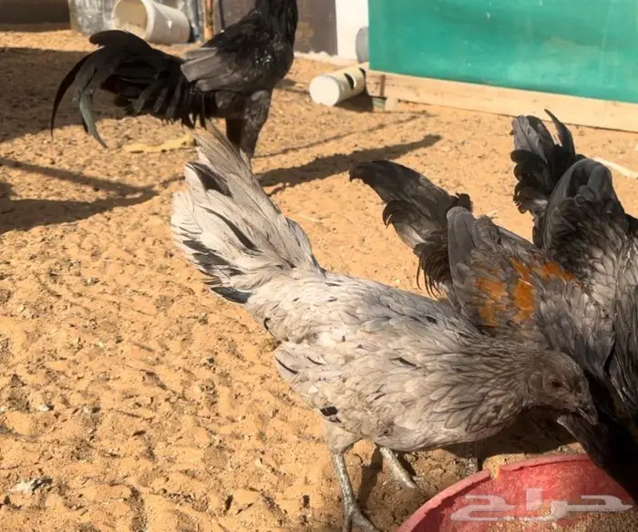 طقم يوكو 19