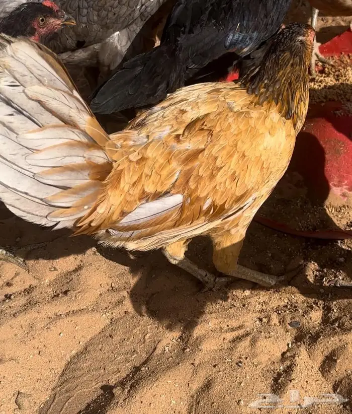 طقم يوكو 10