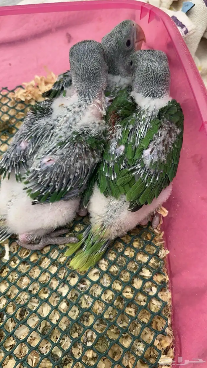 فروخ درة نيبالي 0