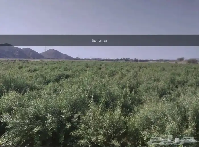 حنا طبيعي 0