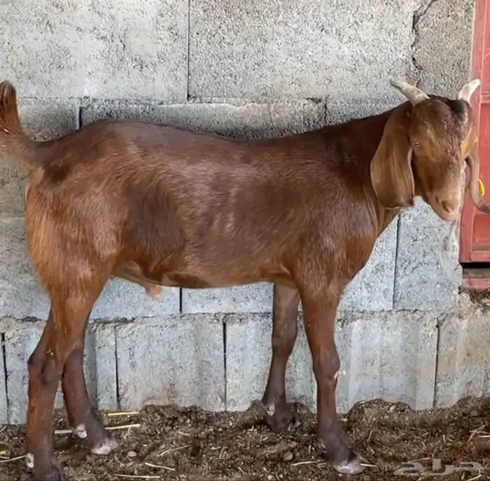 مشاريع فحول كلهاري فواخر( تم البيع ) 2