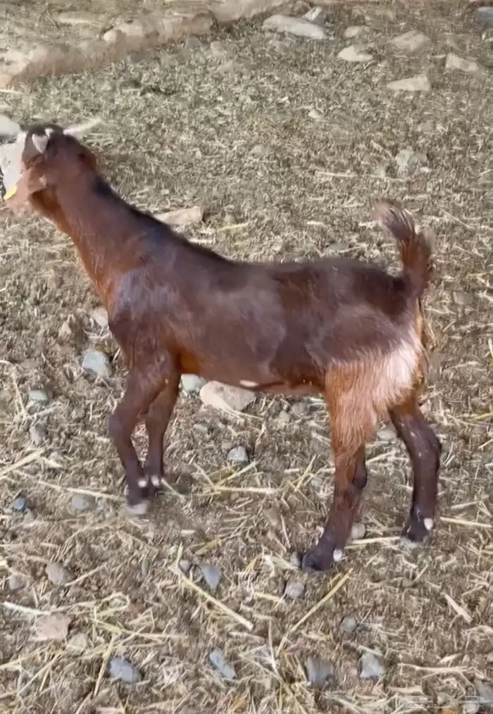 مشاريع فحول كلهاري فواخر( تم البيع ) 7