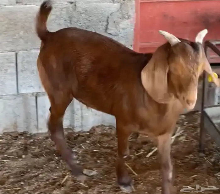 مشاريع فحول كلهاري فواخر( تم البيع ) 3