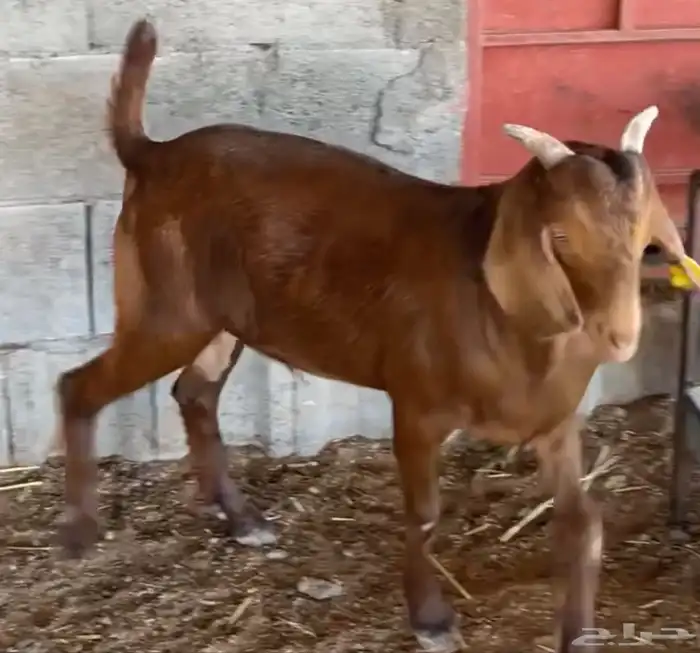 مشاريع فحول كلهاري فواخر( تم البيع ) 1