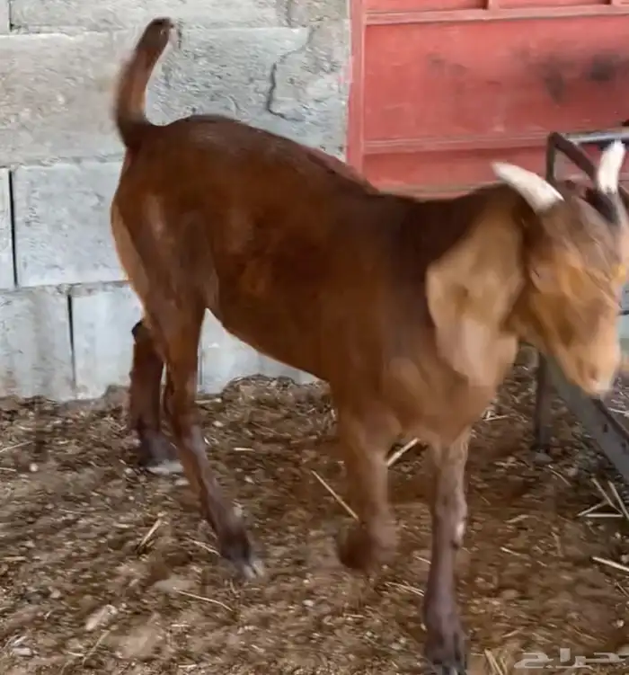 مشاريع فحول كلهاري فواخر( تم البيع ) 4