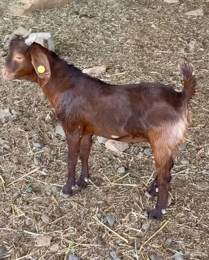 مشاريع فحول كلهاري فواخر( تم البيع ) 5