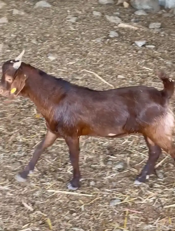 مشاريع فحول كلهاري فواخر( تم البيع ) 8