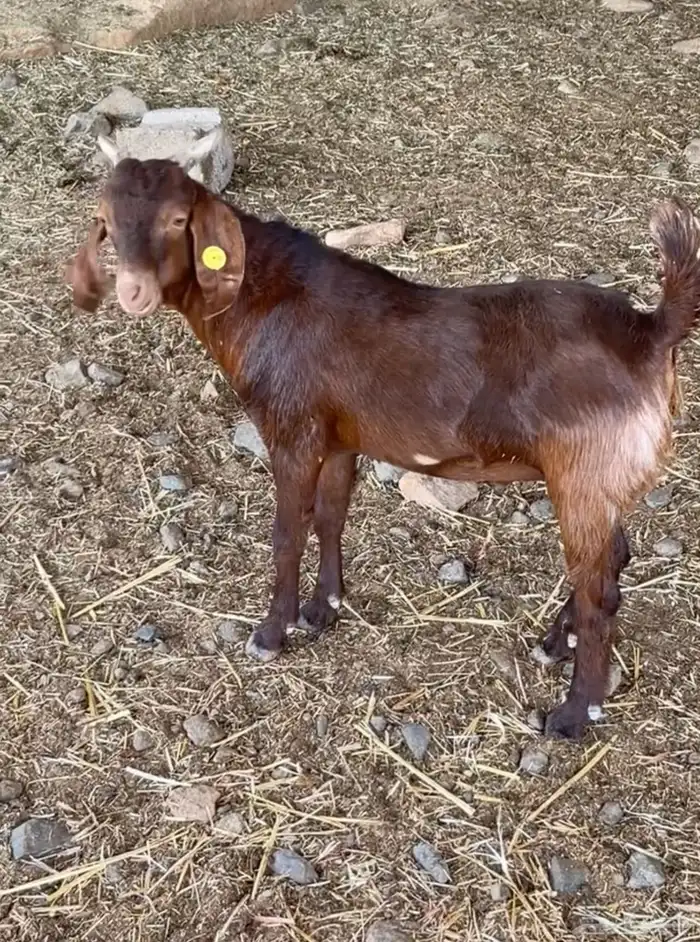 مشاريع فحول كلهاري فواخر( تم البيع ) 6