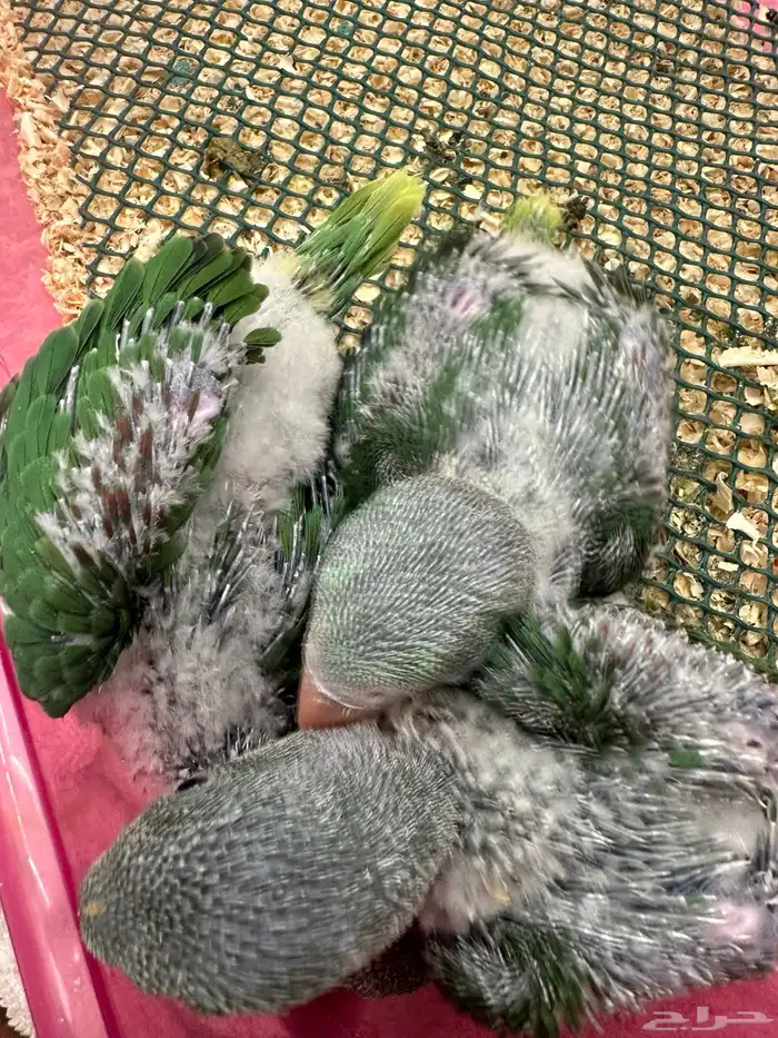 فروخ درة نيبالي 6