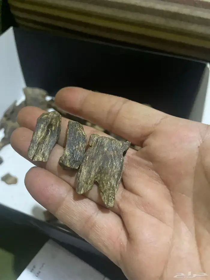عود صيني كينام 2