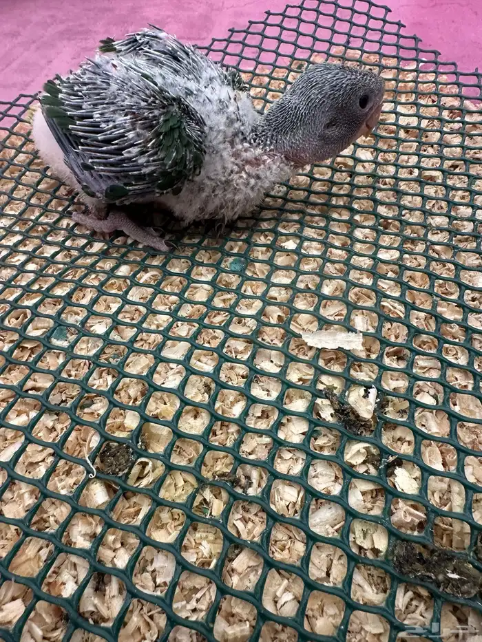 فروخ درة نيبالي 3