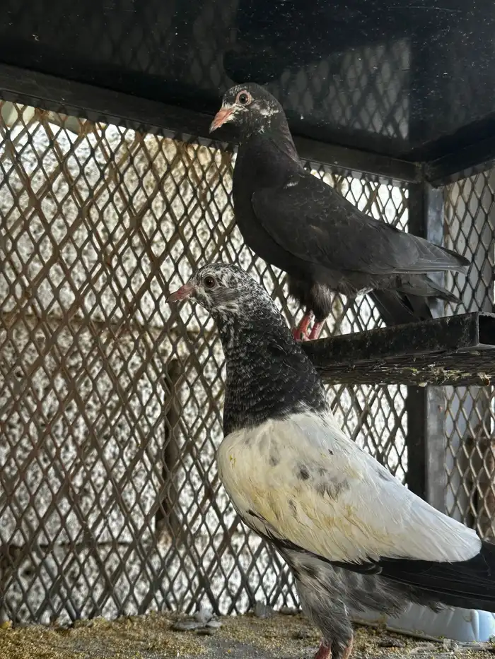 حمام باكستاني 3