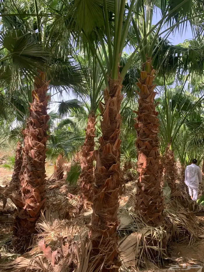 واشنطني زينه أمريكي 2