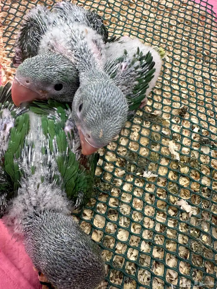 فروخ درة نيبالي 4