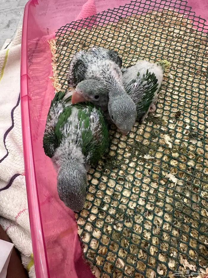 فروخ درة نيبالي 5