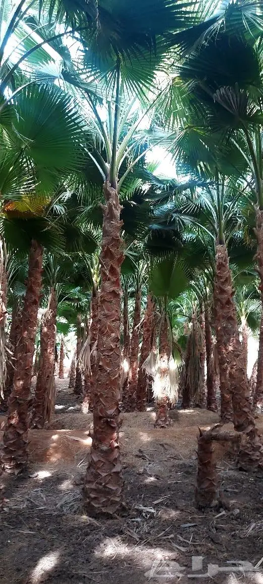 نخل واشنطنيا زينه للبيع 3