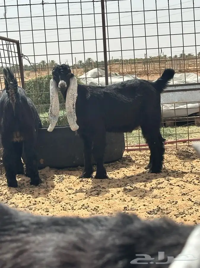 ذبايح للبيع جميع الانواع 9