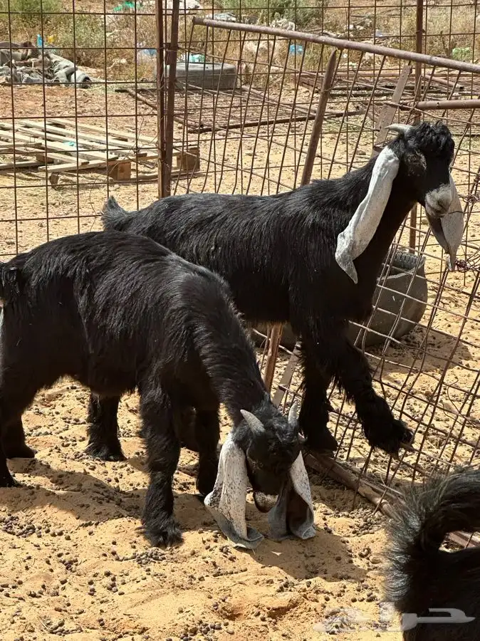 ذبايح للبيع ويوجد جميع الانواع ويوجد خدمة توصيل 20