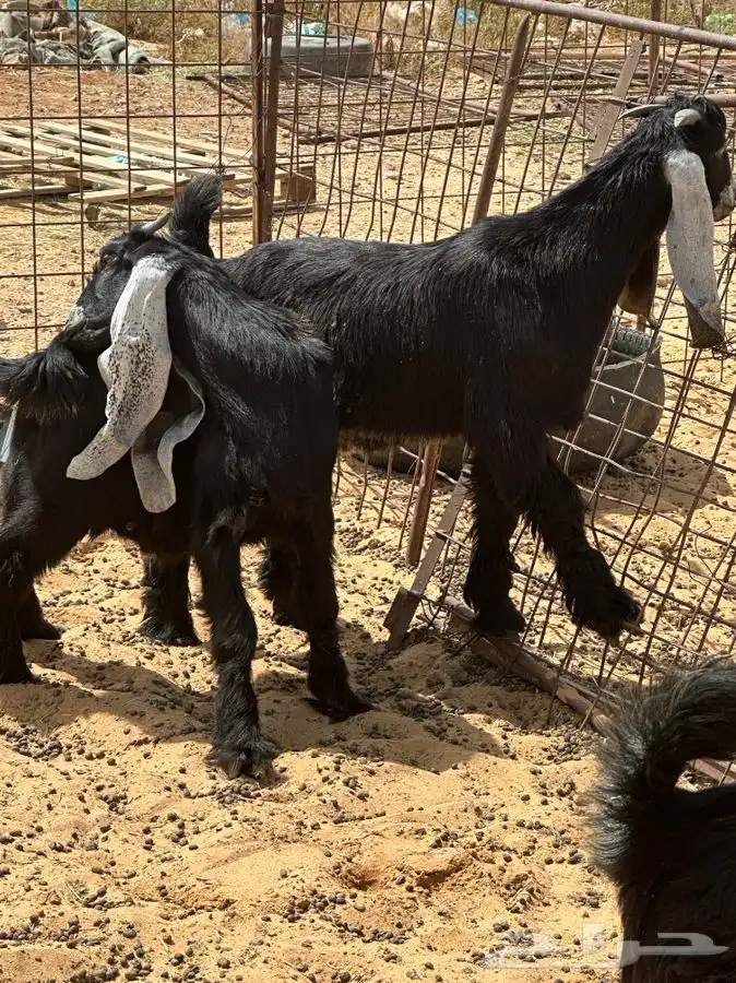 ذبايح للبيع جميع الانواع 7