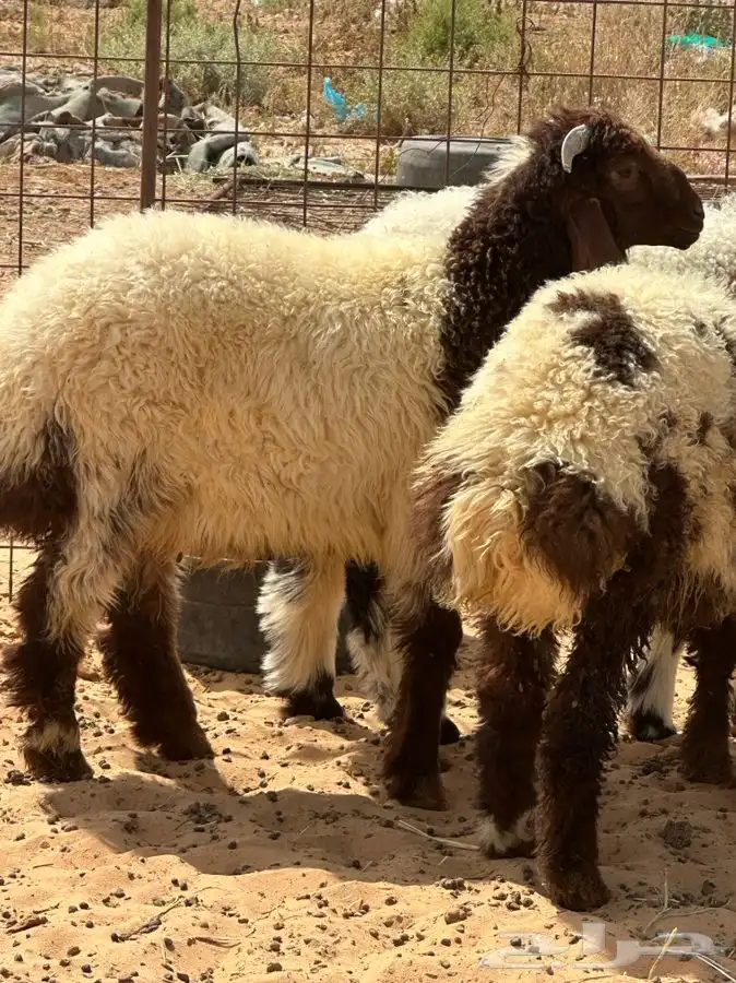 ذبايح للبيع ويوجد جميع الانواع ويوجد خدمة توصيل 24