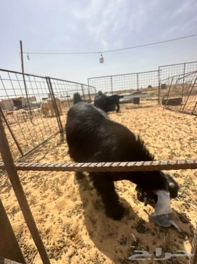 ذبايح للبيع جميع الانواع 8