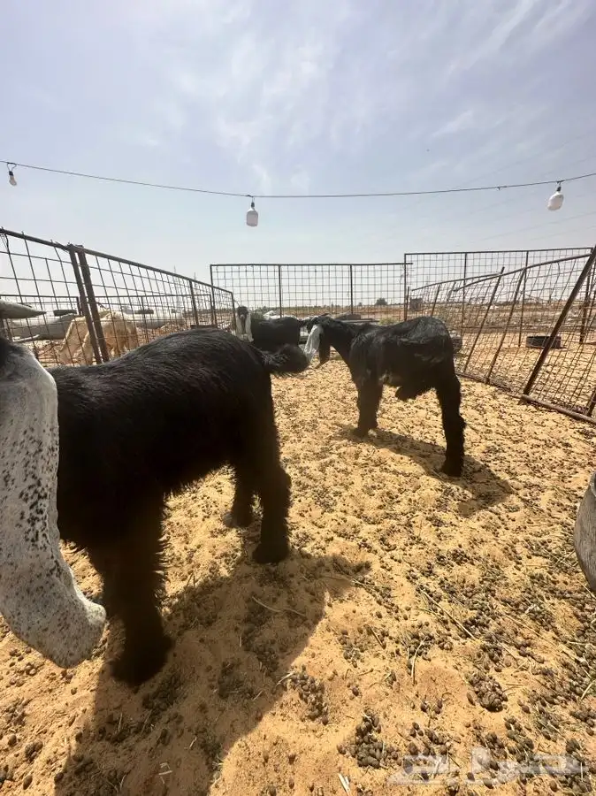 ذبايح للبيع ويوجد جميع الانواع ويوجد خدمة توصيل 22