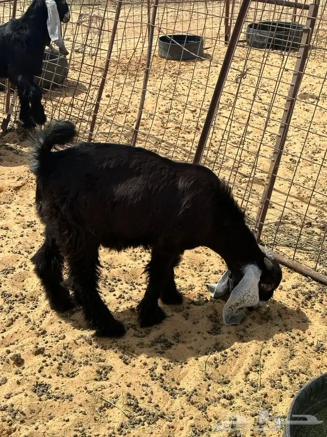 ذبايح للبيع ويوجد جميع الانواع ويوجد خدمة توصيل 23