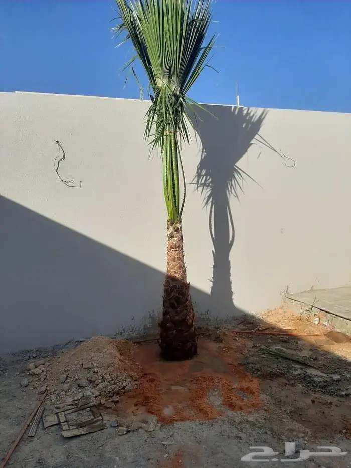 نخل واشنطنيا زينه للبيع 0