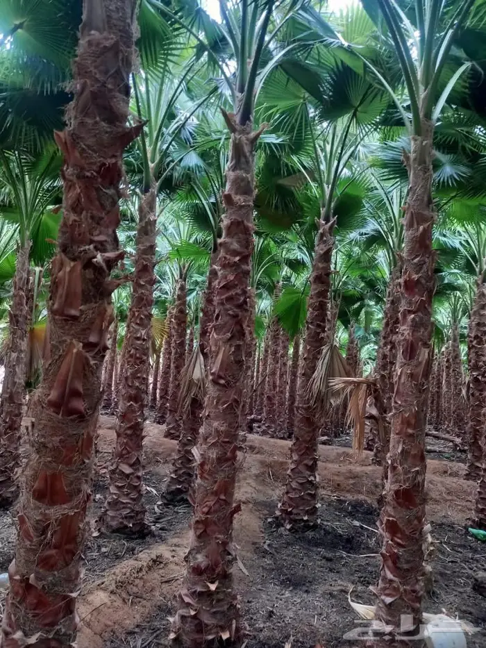 نخل واشنطنيا زينه للبيع 6