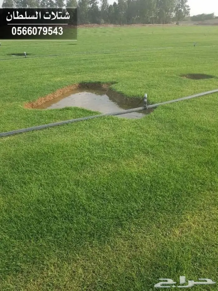 الخيار الأمثل لشراء شتلات زراعية 11