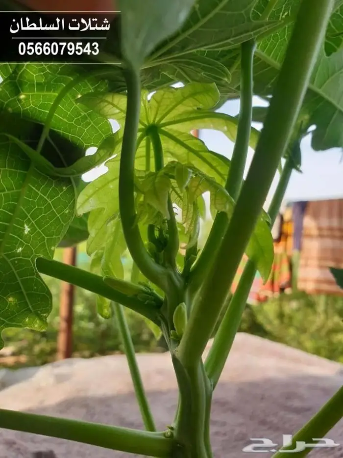 الخيار الأمثل لشراء شتلات زراعية 22