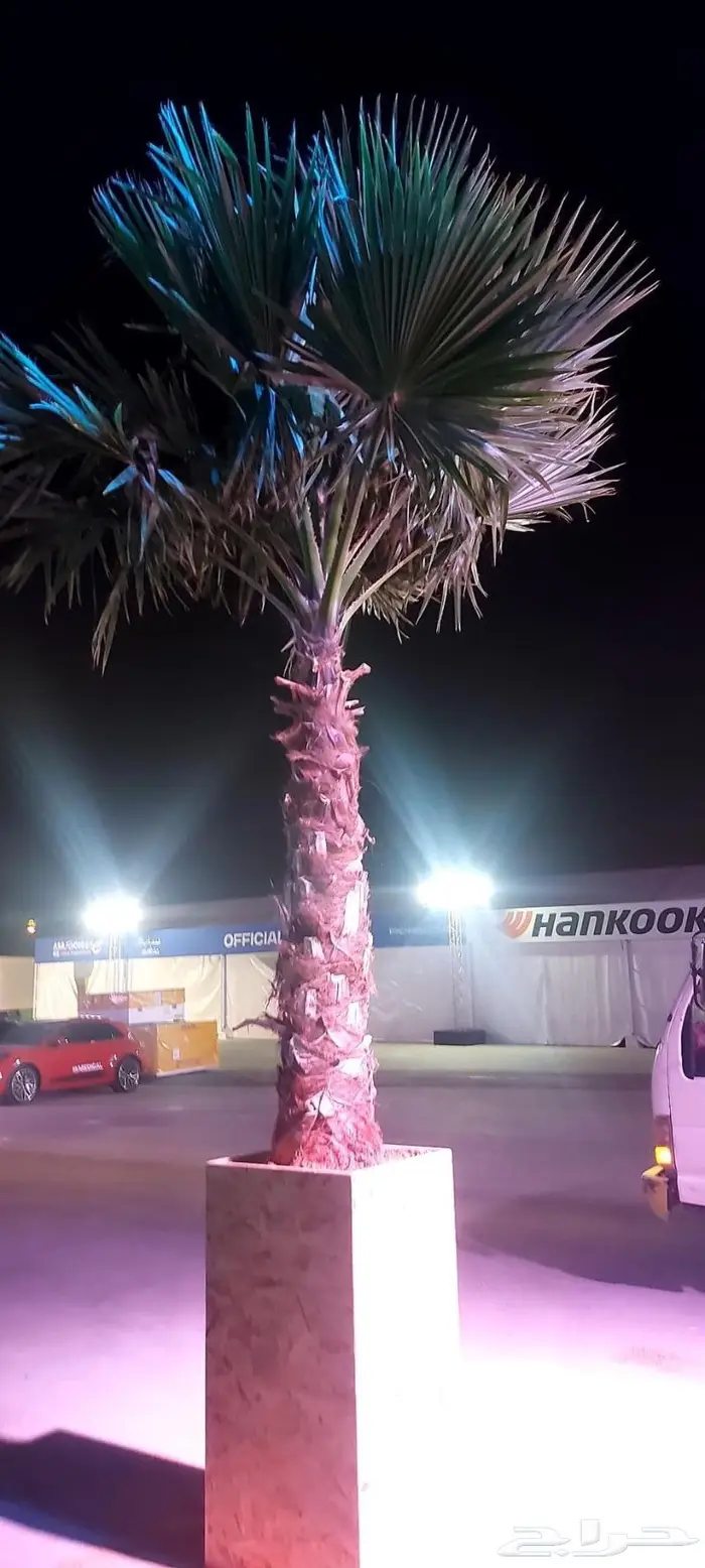 نخل واشنطنيا زينه للبيع 5