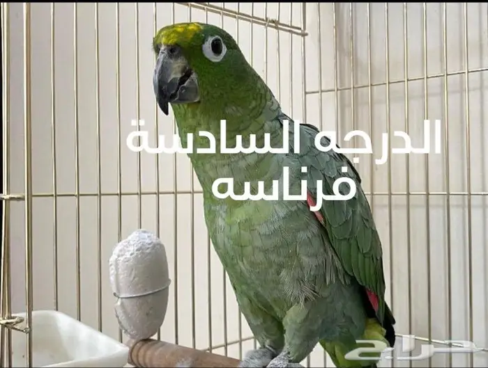 حتى لاتقع فريسه سهله في شراء الببغاوات 5