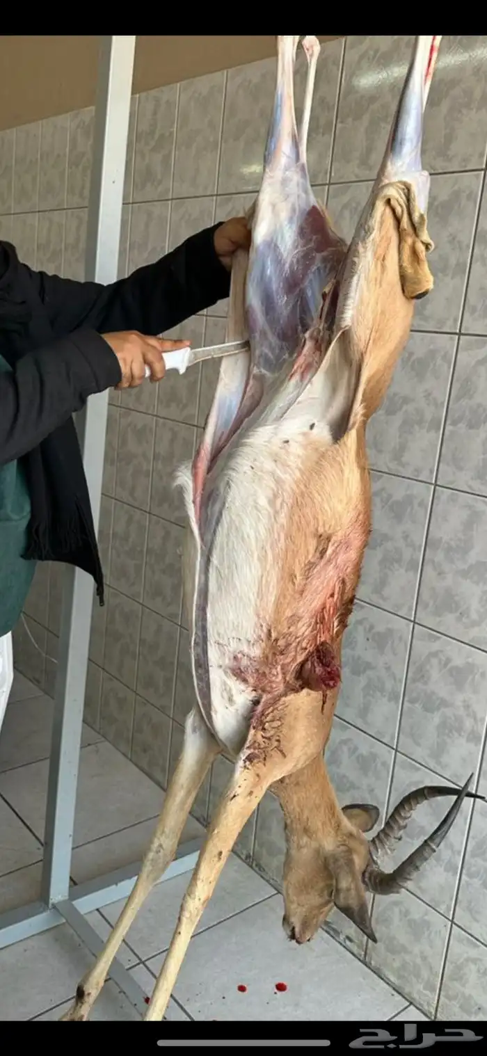 مقناص صيد غزلان شغل مرتب 1