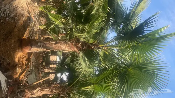 نخل واشنطنيا زينه للبيع 16