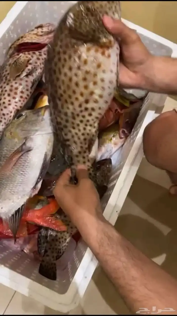 قارب للصيد و السباحة و النزهه 10